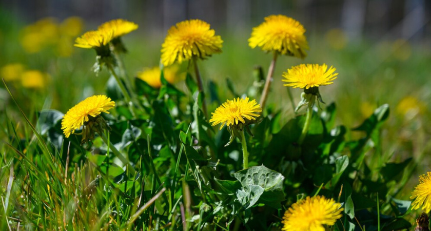 Уничтожаю садовые одуванчики за неделю народным методом: все соседи теперь тоже так делают