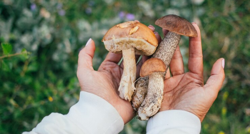 Выращиваем грибы на даче: как максимально просто засеять дачный участок грибами?