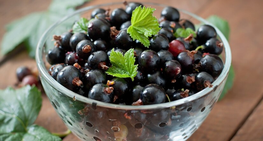 Сыплю по 3 ложки под куст, когда просыпаются почки: смородина порадует сладкими ягодами размером с пятачок