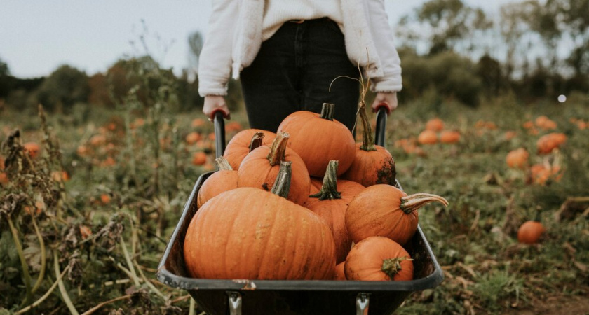 Соседка поделилась, как вырастить тыкву размером с тазик: секрет, о котором молчат все огородники