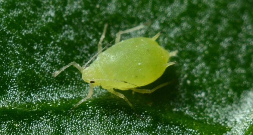 Уже 5 лет брызгаю на смородину — все лето от тли бед не знаю: вырастает гора крупных сладких ягод