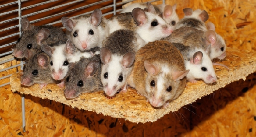 В Костроме более 1500 объектов обработали от крыс и мышей