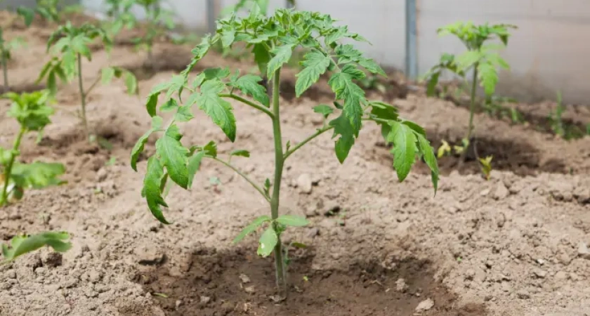 1 шт. в лунку — и томаты начнут расти как на дрожжах: будут крупными, мясистым и сладкими, как апельсины — до 5 кг с каждого куста