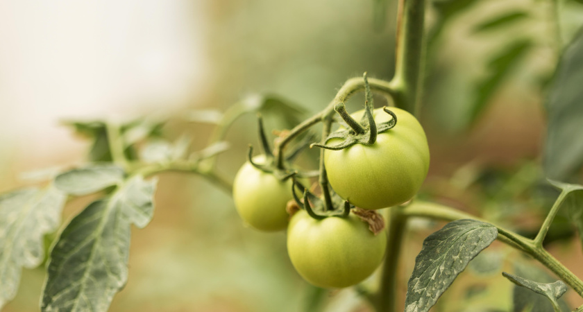 Что добавить в лунку при посадке томатов? Делюсь 2 чудными подкормками - рассада трогается в рост быстрее пули