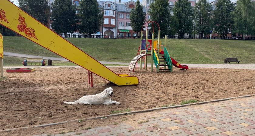 Администрация Боговарово выплатит несовершеннолетней компенсацию после укуса бездомной собаки