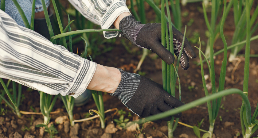 Чем подкормить лук в июне, чтобы луковицы выросли в два раза крупнее апельсина. Делюсь рецептом подкормки