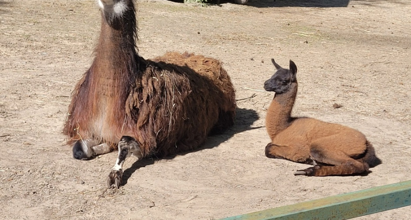 В костромском зоопарке пополнение: на свет появился очаровательный детеныш ламы