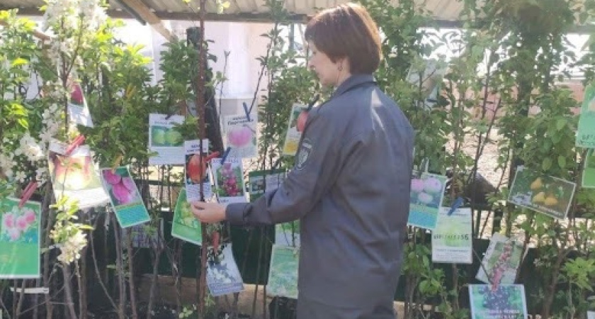 Россельхознадзор изъял в Костроме десятки партий "нелегальных" саженцев