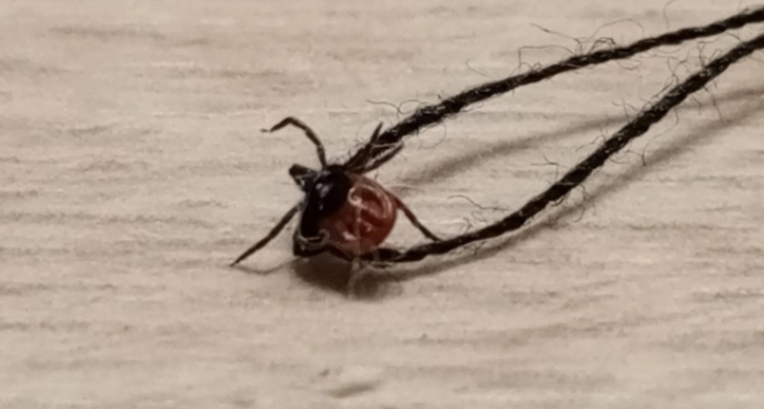 Клещи в Костромской области одни из самых агрессивных по России