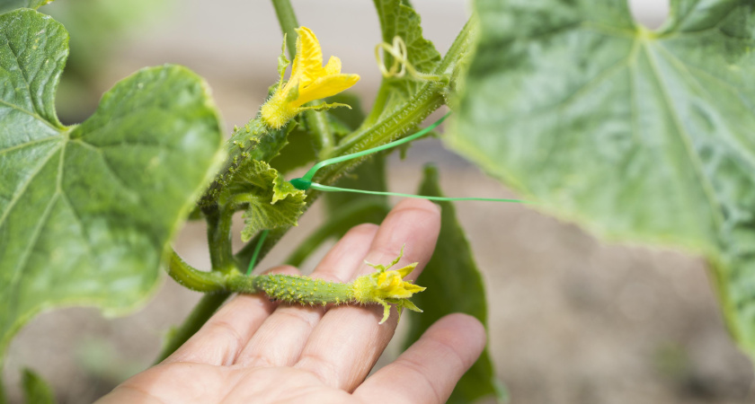 Соседи кусают локти от зависти: обрабатываю огурцы борной кислотой и урожай увеличивается в 2 раза - вот правильные пропорции