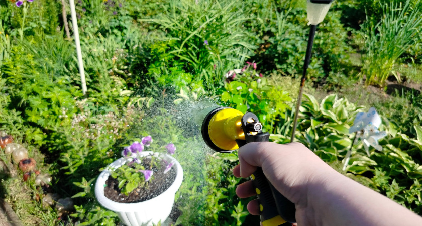 За высадку этих растений на даче - штраф от 20 до 50 тысяч рублей: проверьте свои огород срочно