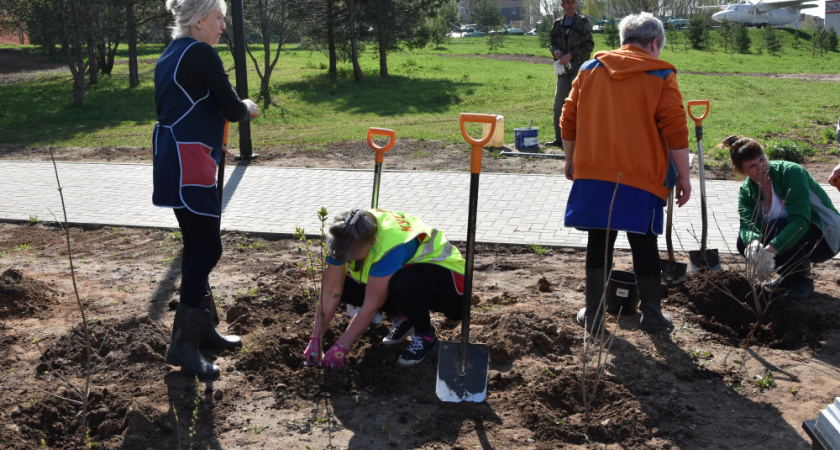 В Костроме улицы засаживают туями и ивами