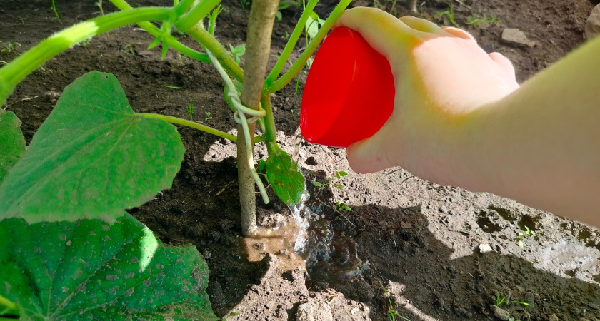 5 лавровых листов – и огурцы плодоносят как бешеные: свежие овощи с 1 июня и до 31 октября