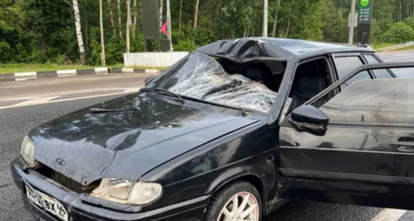 За два дня в Костромской области зафиксировано три ДТП с лосями