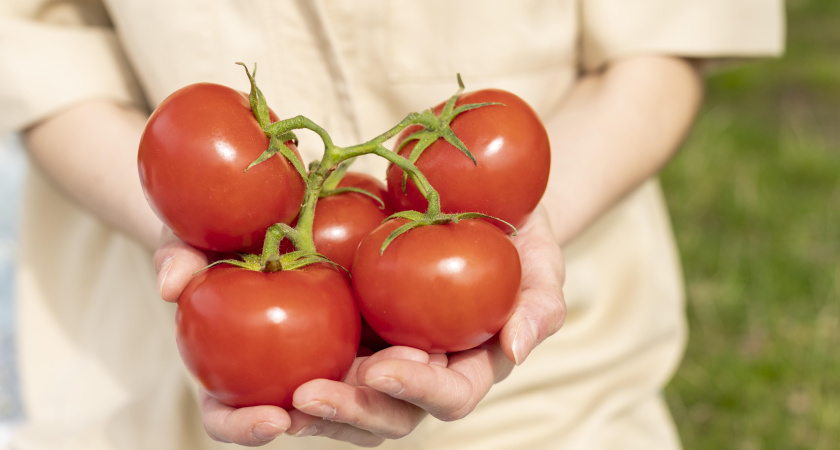 При первых цветках на томатах — сразу: 1 ложку в ведро — кисти пойдут одна за одной, завязей тьма