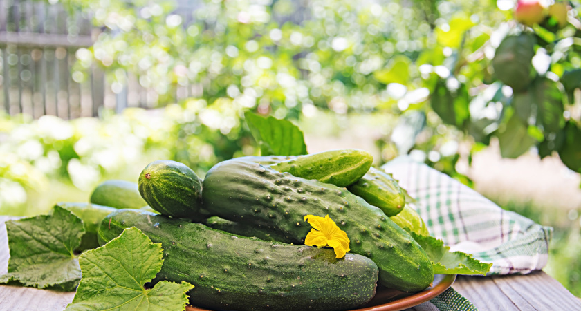 Огурцы в опасности: спасаем растения от паутинного клеща и тли — эффективные способы борьбы