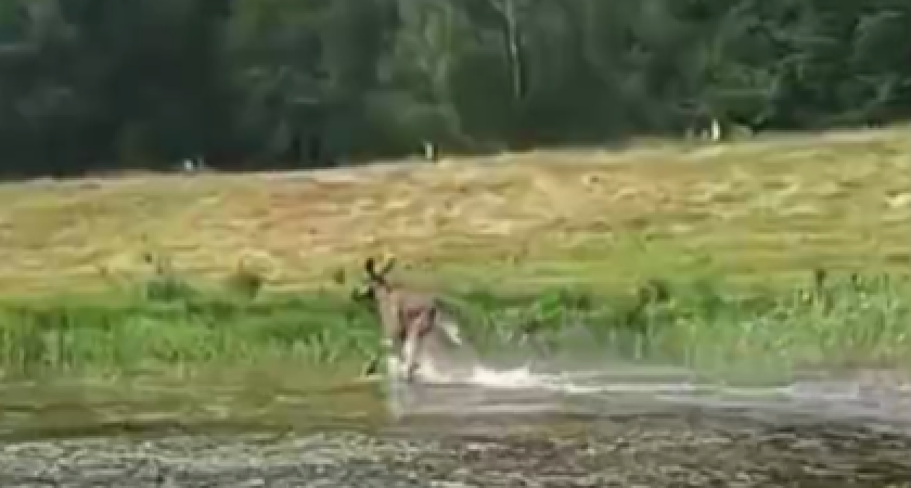 В Костроме сотрудники МЧС вывели лосенка из Волги