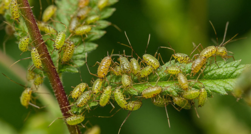 Вся тля вымерла за ночь: просто опрыскала и легла спать - дедовская хитрость