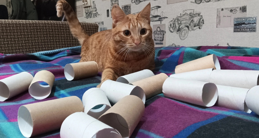 Втулки от туалетной бумаги берегу как зеницу ока: вот как их применяю — невероятно полезная вещь для решения многих задач