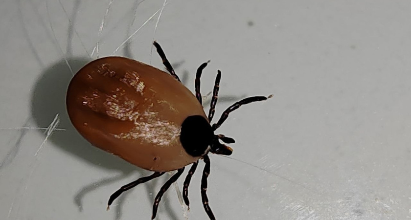 Клещи ненавидят этот запах: стоит 45 рублей, а защищает в сто раз лучше магазинного аэрозоля