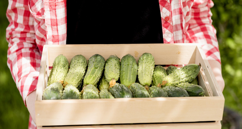 Огурцы дуреют от этой подкормки: проверенный временем рецепт – урожай как в промышленных теплицах