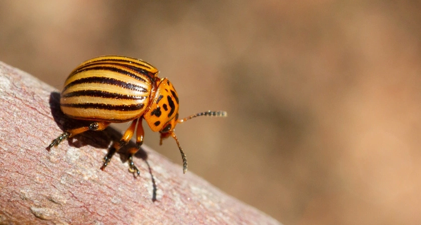 Мучился с колорадским жуком 6 лет, пока не узнал эффективный метод — одна обработка обеспечивает удачный сезон