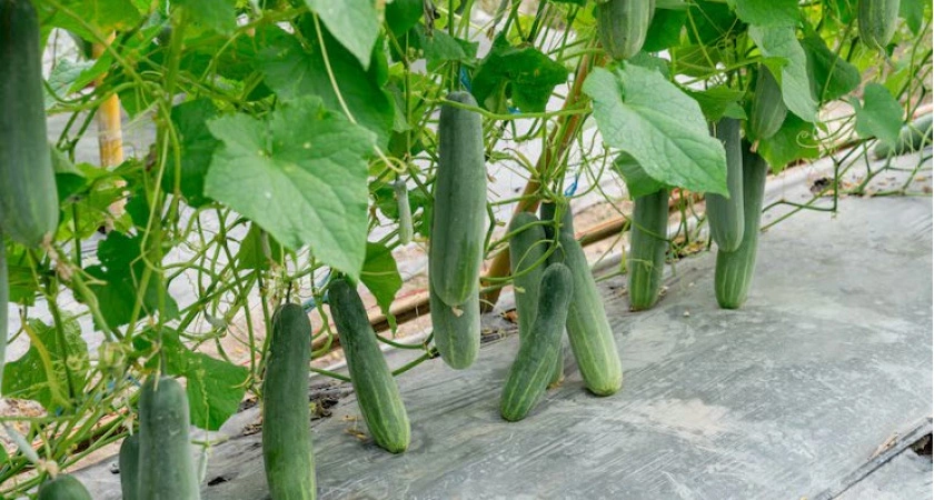 Нужно лишь 5 лавровых листов – и огурцы плодоносят как не в себя: свежие овощи с июня по октябрь