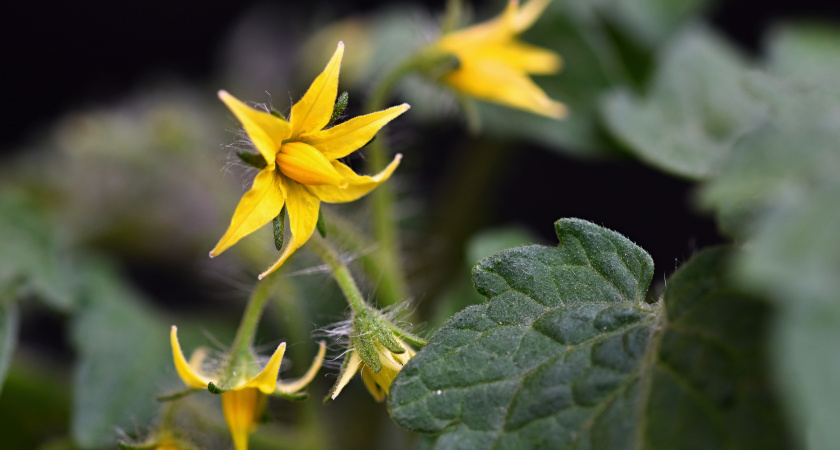 Заметила цветущие томаты — сразу лейку в руки: больше ни одного пустоцвета, да и урожай знатный - 20 кг с куста