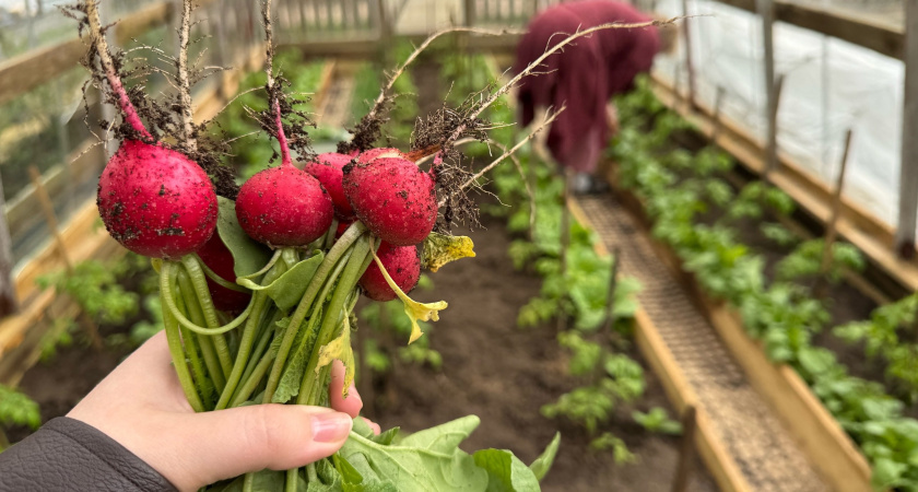 5 ложек на ведро — редис попрет словно на дрожжах: вырастет крупным и сочным — мощная подкормка после 20 июня