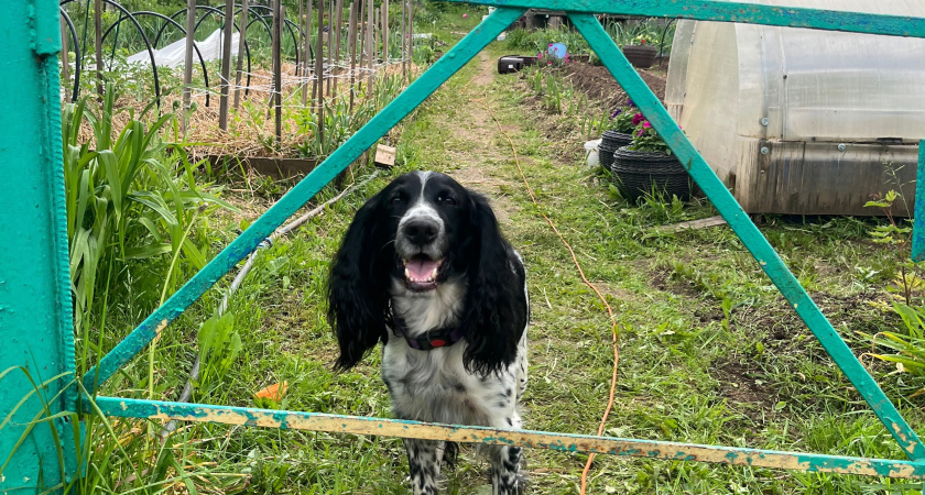 Костромичей проверяют на соблюдение правил выгула собак