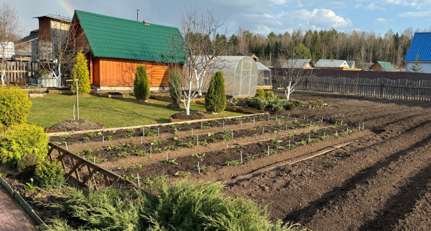 Сорняки упадут замертво: всего 1 стаканчик на ведро воды — и огород засияет как райский сад