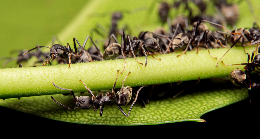 Спасает от муравьев за 3 минуты: просто добавляю йод в воду - записывайте рецепт