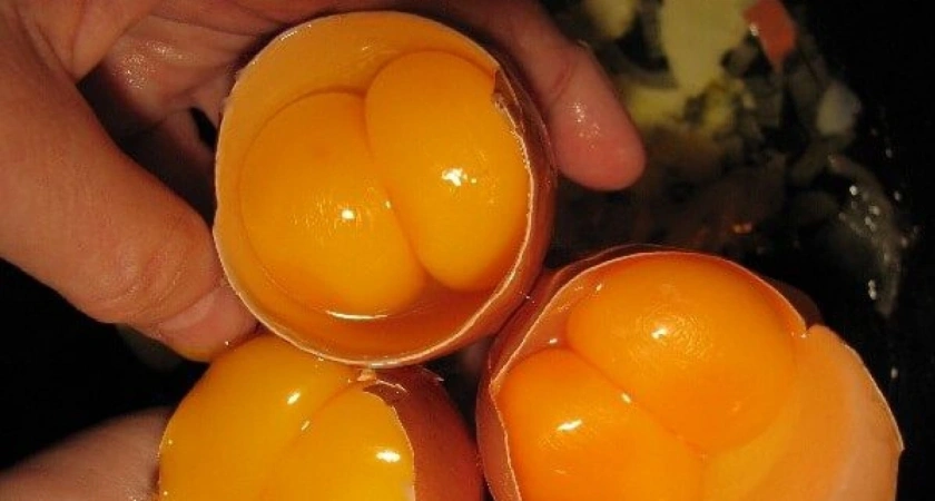 Вот что будет с человеком, если съесть яйца с двумя желтками – запомните раз и навсегда