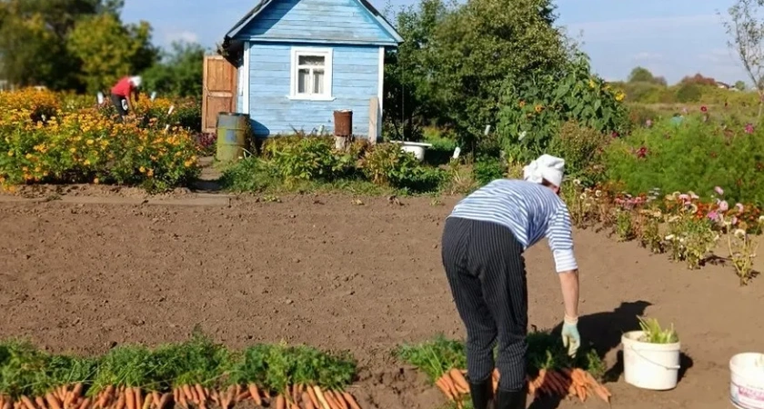 Спасает от муравьев за 5 минут: просто добавляю йод в воду - записывайте рецепт