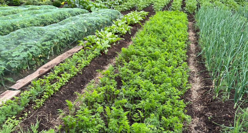 Дачники могут получить штраф от 20 000 до 50 000 рублей: почему обычная трава может обернуться крупным наказанием