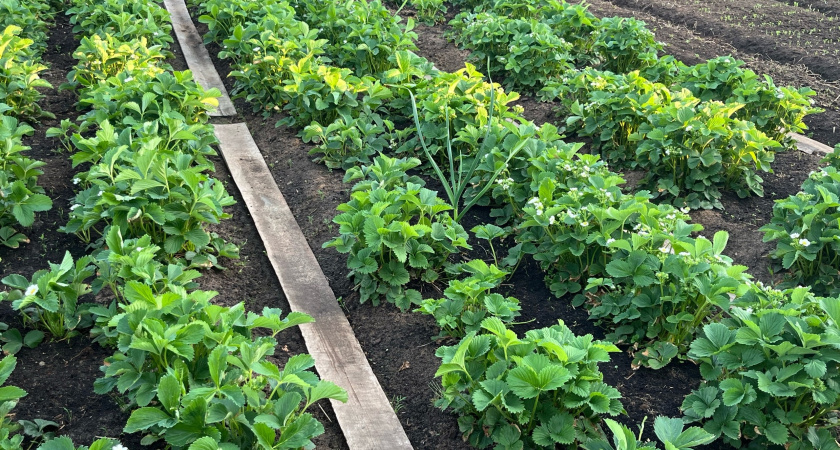 Сыпьте в конце июня на грядки – урожай утроится без лишних затрат: крутая альтернатива навозу, которая работает даже на бедных почвах