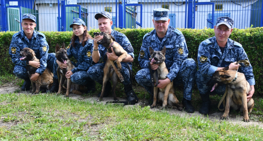 Пятерка пушистых стражей: бельгийские овчарки начали службу в костромском УФСИН
