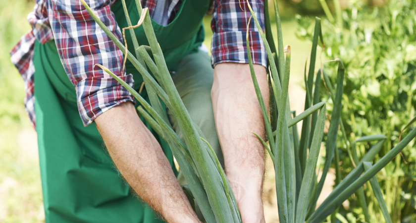 Лук перестал гнить после этой добавки в лейку: грядки как на выставке, и даже муха не садится