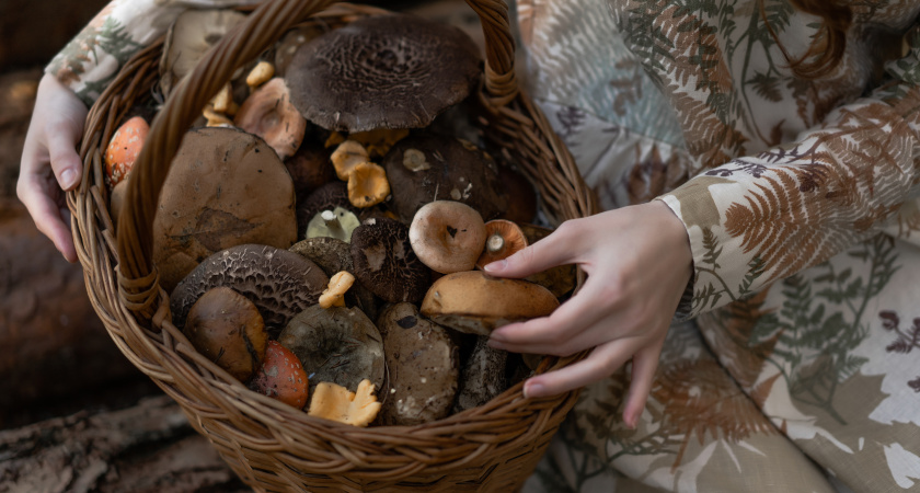 Родственник рыжика - плотный, вкусный и мясистый: грибники его не собирают, а зря!