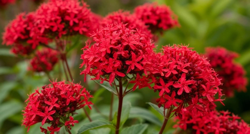 Эффектные многолетники для самых ленивых: цветут богато все лето и не требуют к себе много внимания