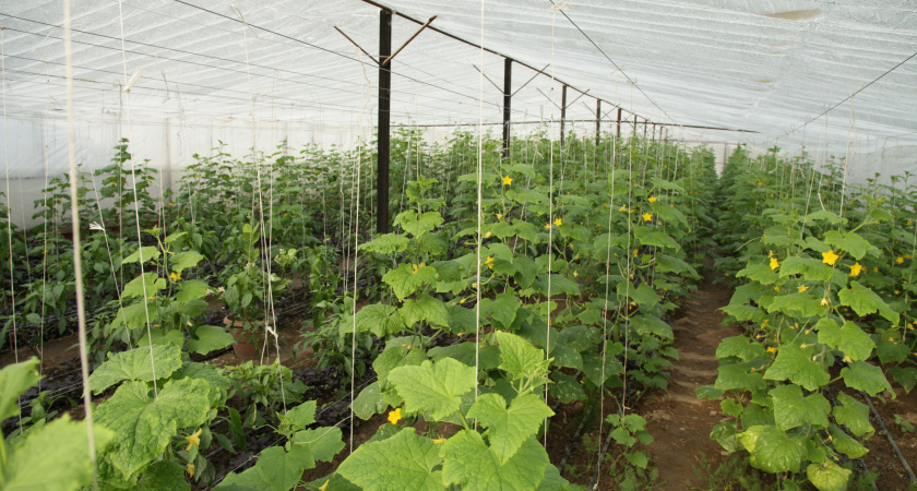 Теперь всегда делаю такие подвязки для огурцов: идею подглядела у местного фермера