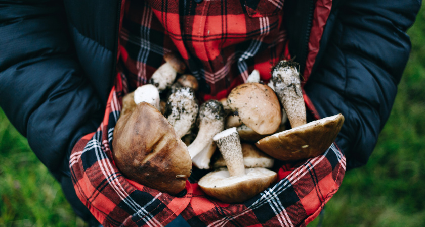 Два самых подлых гриба могут обмануть даже бывалого грибника: как их распознать