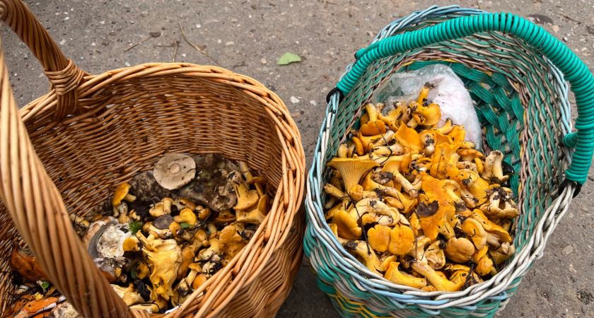 Гриб - курица: диетический гриб со вкусом куриного мяса - такого вы точно не пробовали