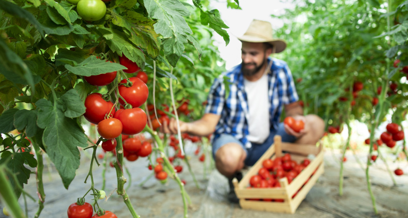 Как поливать томаты в июле для двойного урожая: 7 простых правил