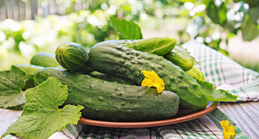 Забываю о желтых пятнах на огурцах навсегда после одной обработки. Соседка-агроном поделилась лайфхаком за 127 рублей