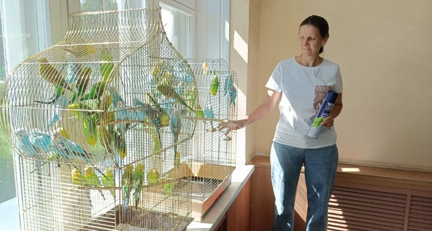 Костромская сельхозакадемия пристраивает 44 волнистых попугая