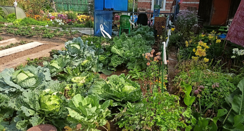 Кладу под каждый куст перца свои старые и ненужные колготки. Муж смеётся, а урожаю завидует вся деревня