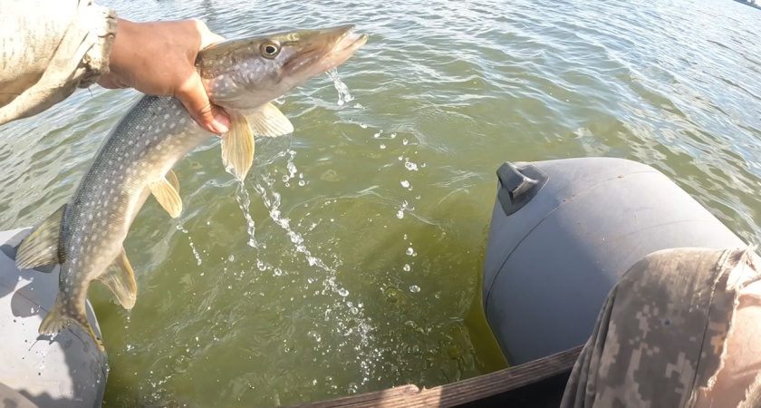 "Кубок Галичского озера": костромичей зовут на соревнования по ловле щуки