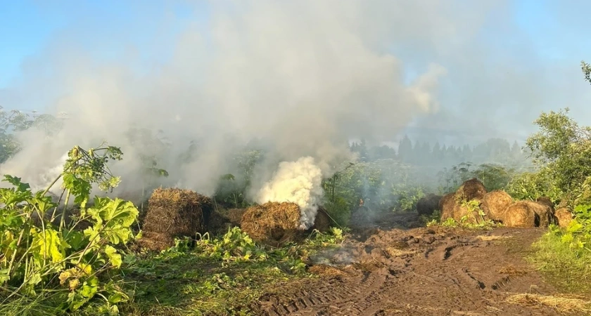 40 лошадей и жеребят остались без корма: в Костромской области на конеферме сгорело сено на площади 300 «квадратов»