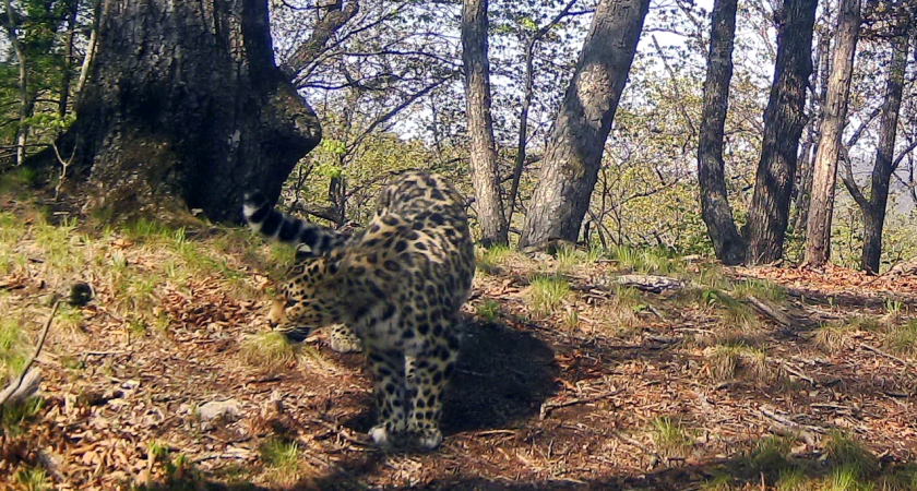 Стали известны итоги конкурса по выбору имени леопарда